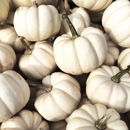 Mini potiron courge BABY BOO graines semences