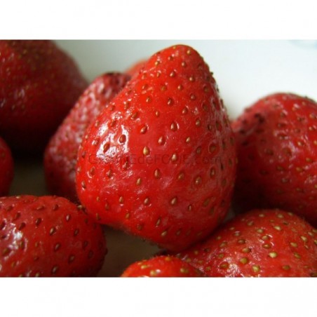 Fraisier des Bois