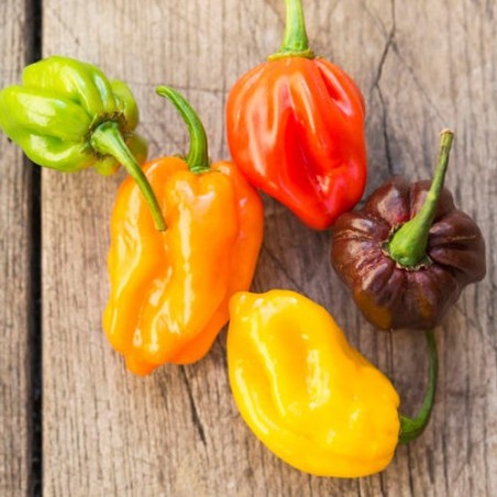 Piment habanero chocolat blanc rouge orange jaune pèche graines semences
