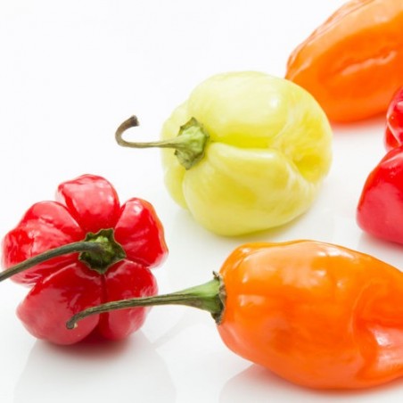 Piment habanero chocolat blanc rouge orange jaune pèche graines semences