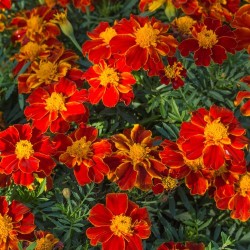 Oeillet d'Inde DISCO ROUGE fleurs simples Tagetes Patula graines seeds red marigold