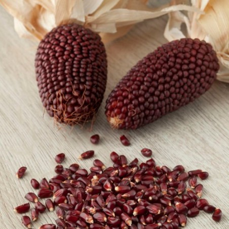 MAÏS FRAISE zea gracillima popcorn graines semences
