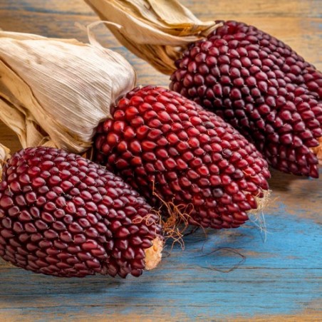MAÏS FRAISE zea gracillima popcorn graines semences