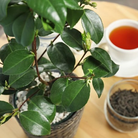 THEIER Camellia Sinensis graines Thé vert noir Marocain semence