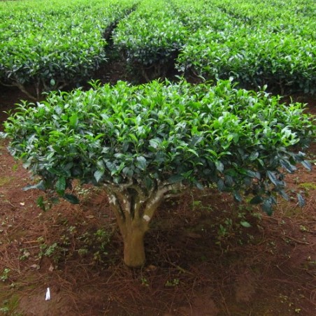 THEIER Camellia Sinensis graines Thé vert noir Marocain semence