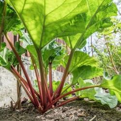 Rhubarbe VICTORIA graines semences anciennes