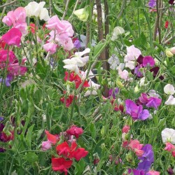 Pois de senteur lathyrus odoratus royal mix graines fleurs