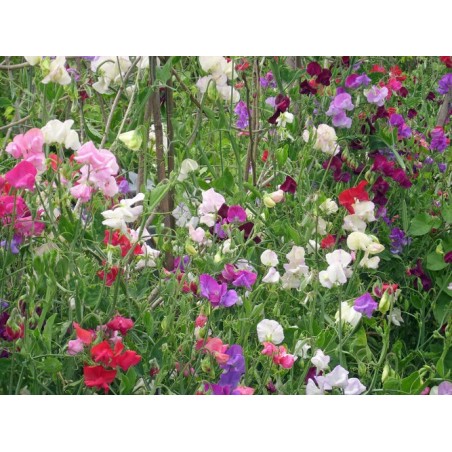 graines fleurs