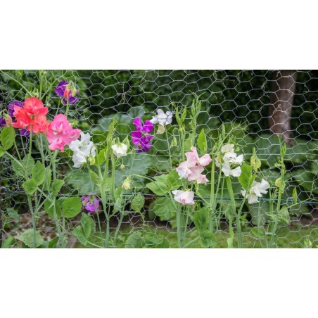 Pois de senteur graines fleurs