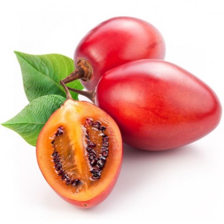 TAMARILLO Tomate en Arbre cyphomandra solanum betacea graines semences seeds samen semi semillas