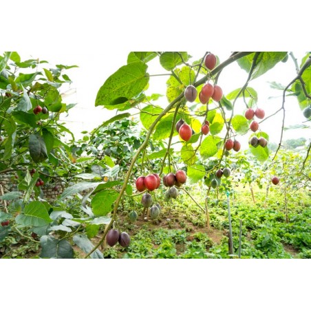TAMARILLO Tomate en Arbre cyphomandra solanum betacea graines semences seeds samen semi semillas