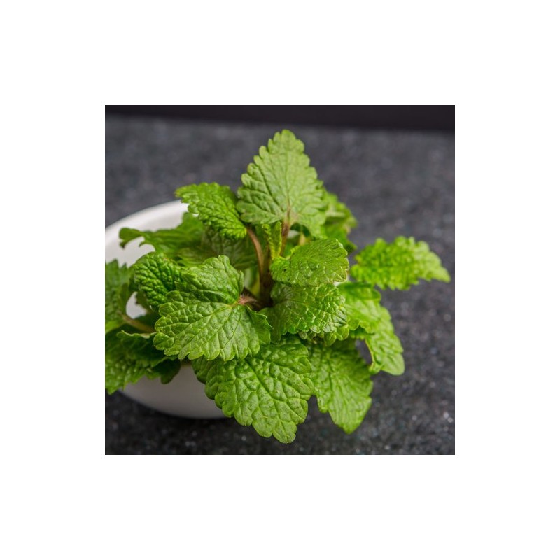 Graines Et Plants De Melissa Officinalis - Mélisse Officinale