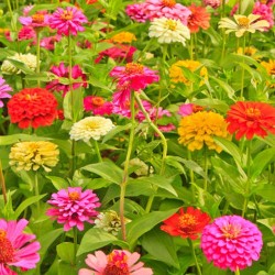 Zinnia de Californie elegans mélange de couleurs graines mix semences fleurs