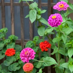 Zinnia de Californie elegans mélange de couleurs graines mix semences fleurs