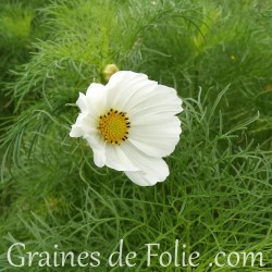 Cosmos Blanc sensation purity graines semences seeds