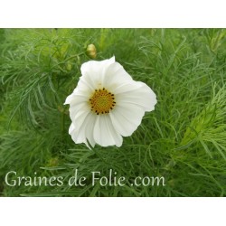 Cosmos Blanc sensation purity graines semences seeds