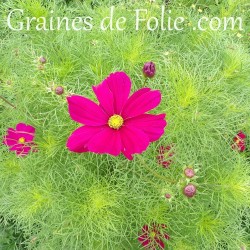 cosmos bipinnatus dazzler éblouissant fuschia graines semences