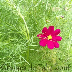 cosmos bipinnatus dazzler éblouissant fuschia graines semences