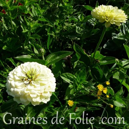 Zinnia blanc double ours polaire polar bear graines seeds