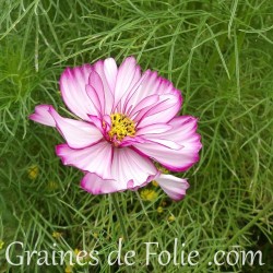 Cosmos fizzy rose picotée graines semences