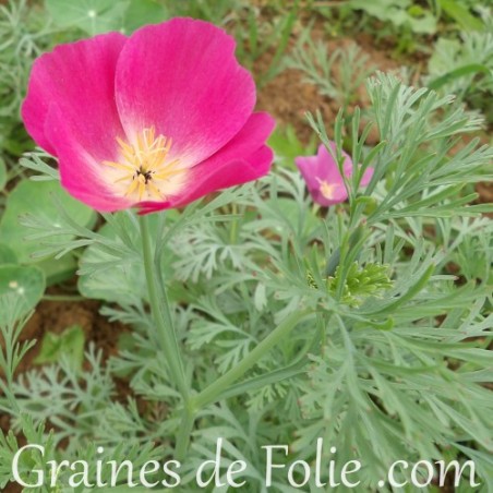 Pavot de californie Eschscholzia Californica mauve violet purple gleam graines semences seeds