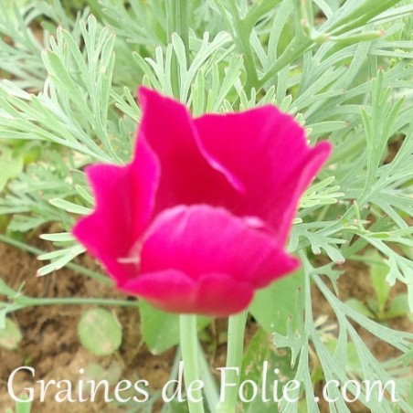 Pavot de californie Eschscholzia Californica mauve violet