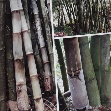 Bambou Géant DENDROCALAMUS ASPER seeds samen zaden semi semillas graines bambu bamboo grain semence