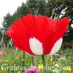 Pavot Danois papaver danish dwarf graines semences seeds