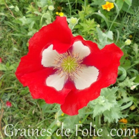 Pavot Danois papaver danish dwarf graines semences seeds
