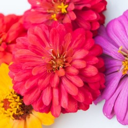 Zinnia de Californie elegans graines semences fleurs