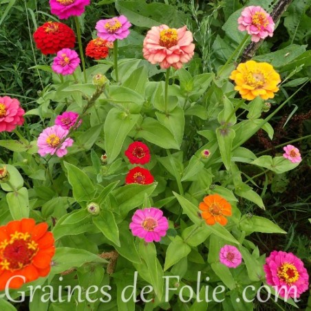 zinnia nain thumberlina graines seeds