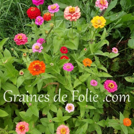 zinnia semences mix couleurs