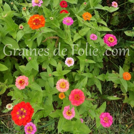 zinnia MIX