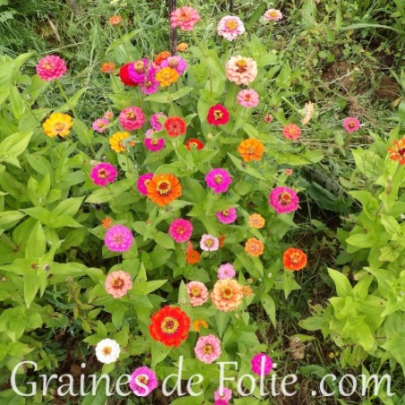 zinnia graines fleurs semences