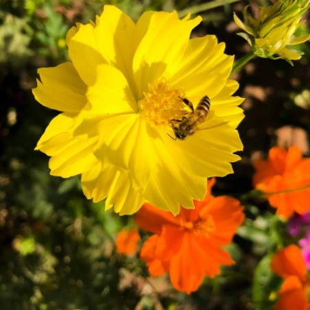 Cosmos bright light jaune orange mélange couleur graines semences fleurs