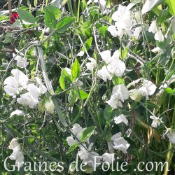 Pois de senteur Royal BLANC fleur graines