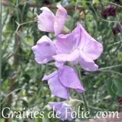 Pois de senteur couleur mauve royal lavande