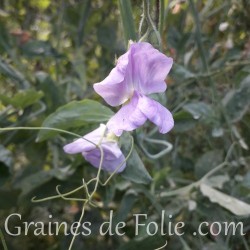 Pois de senteur couleur mauve royal lavande