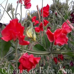 Pois de senteur ROUGE air warden fleur graines annuel