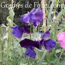 Pois de senteur BLEU ROYAL fleur graines blue