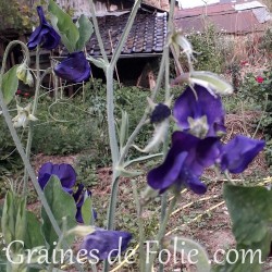 Pois de senteur BLEU ROYAL fleur graines blue