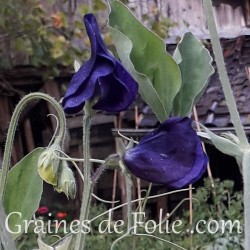 Pois de senteur BLEU ROYAL fleur graines blue