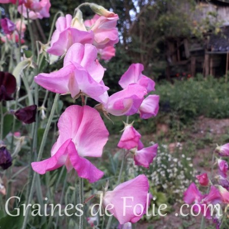 Pois de senteur MRS R. BOLTON fleur graines annuelle