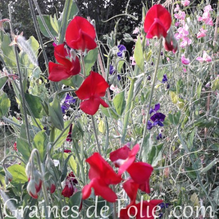 POIS de SENTEUR WINSTON CHURCHILL rouge graines semences non traitées