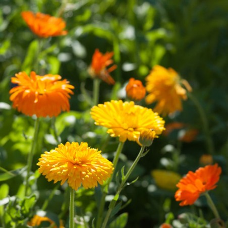 Souci NAIN FIESTA GITANA jaune orange graines semences