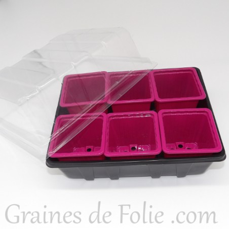 Mini serre avec 6 godets pour semis couleur fuchsia