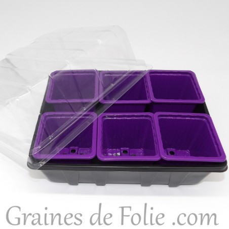 Mini serre avec 6 godets pour semis couleur violet