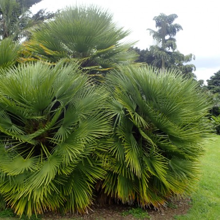 Palmier nain Chamaerops humilis graines seeds jardin