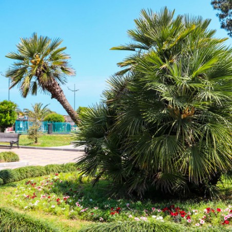 Palmier nain Chamaerops humilis graines seeds urbain