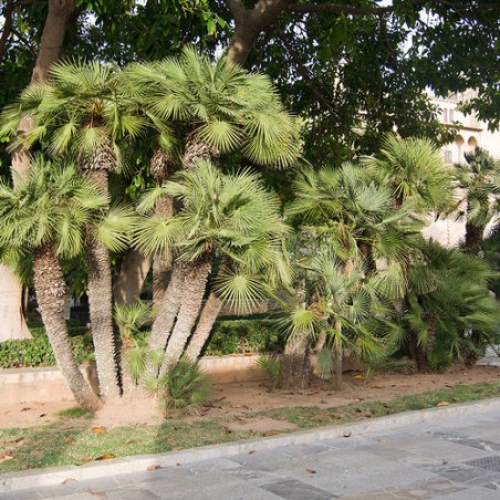 Palmier nain Chamaerops humilis graines seeds